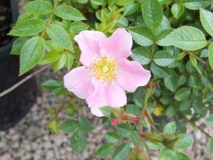 CENTRE STAGE (Ground cover)